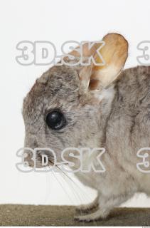 Gerbil 0019